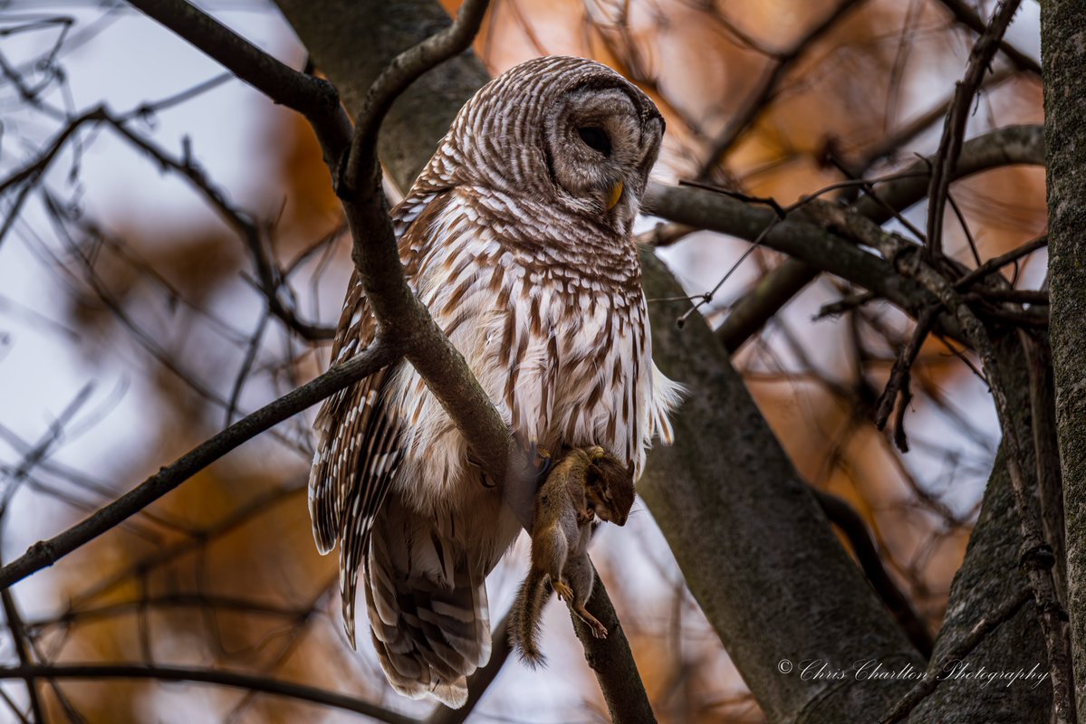 CSDCPhoto's tweet image. Barred Owl showing off it&apos;s chipmunk catch.  She&apos;s so proud.
🦉🎨
🗺 - Medina County Ohio
📷 - Canon EOS R5 MK II | Canon 200-800
🦉
#WildlifePhotography #NaturePhotography #BirdPhotography #BarredOwl #OwlPhotography #OwlsOfInstagram #owllovers #BirdsOfPrey #natgeo #owlobsession