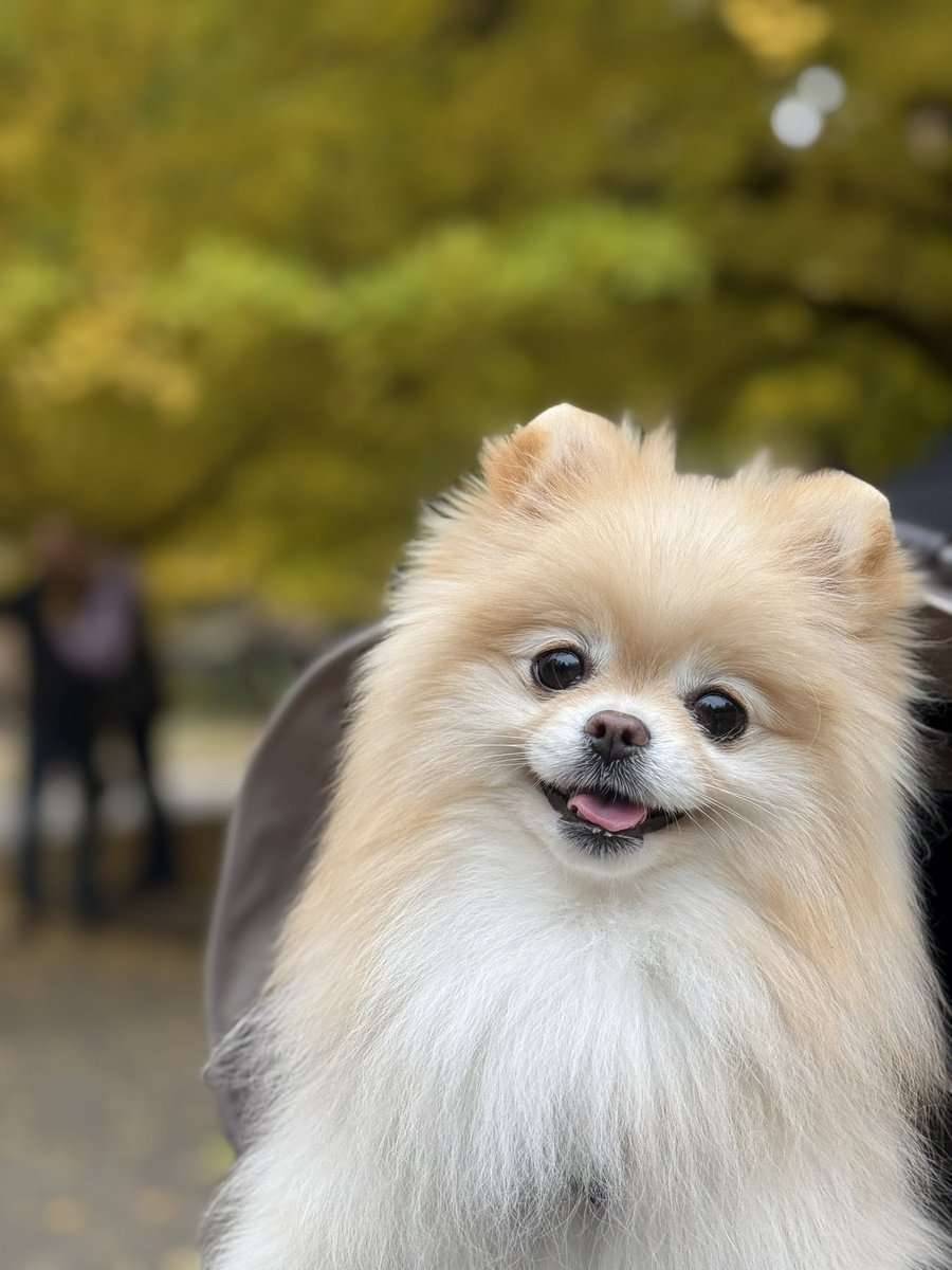 ポメラニアンの若様 (@pomeranian_waka) / Posts / X