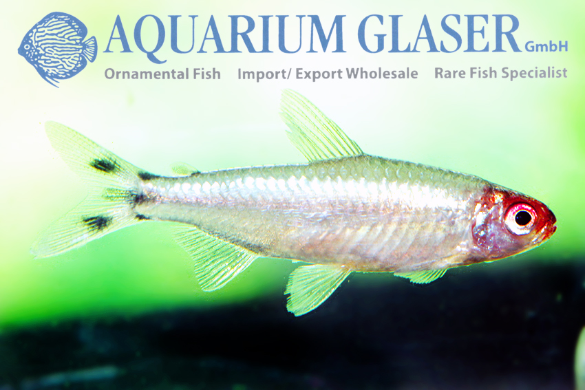 aquariumglaser's tweet image. #Petitella #bleheri “#PLATINUM” 
find more details and pics @ facebook.com/AquariumGlaser/