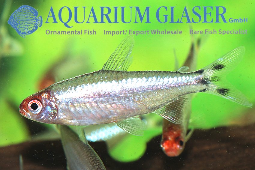aquariumglaser's tweet image. #Petitella #bleheri “#PLATINUM” 
find more details and pics @ facebook.com/AquariumGlaser/