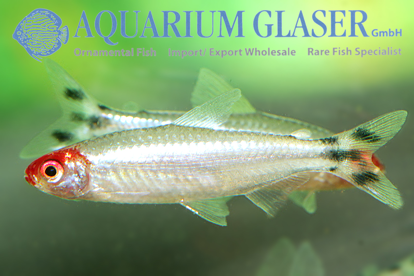 aquariumglaser's tweet image. #Petitella #bleheri “#PLATINUM” 
find more details and pics @ facebook.com/AquariumGlaser/