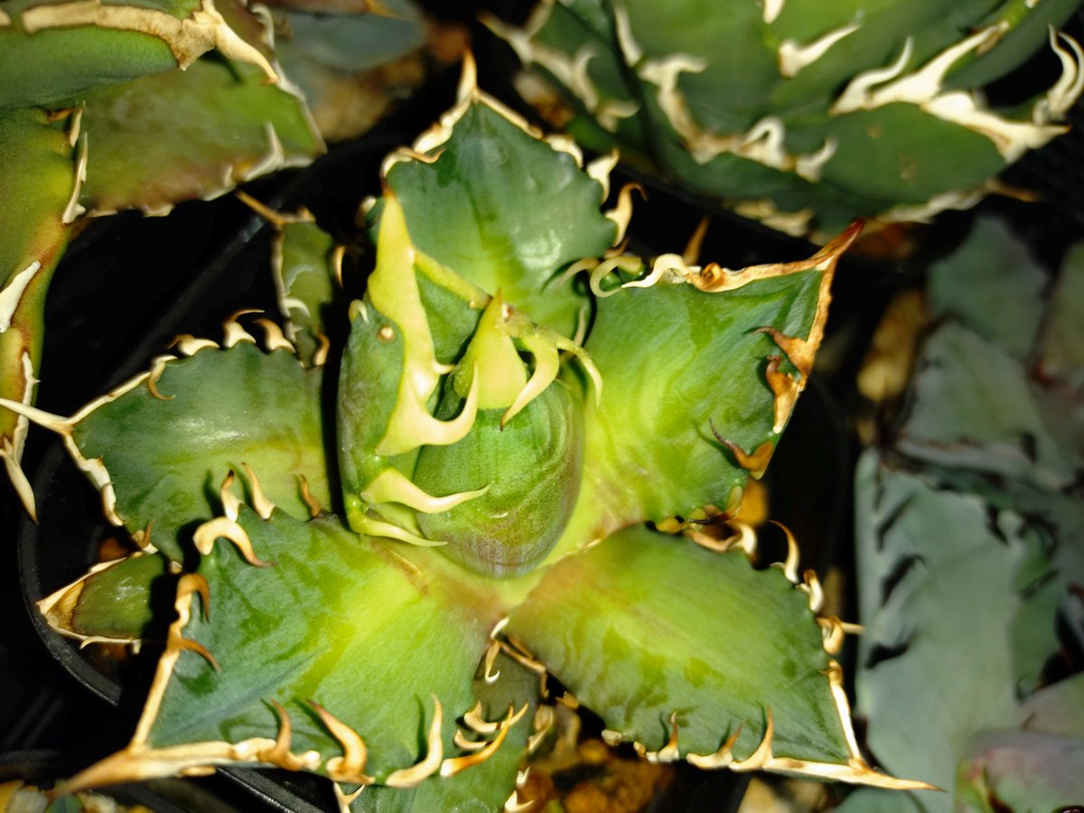 オアハカ　コレクション株　子株 二枚目のオアハカ子株の進化ぶりが凄い😁👍長葉になりたがるタイプ