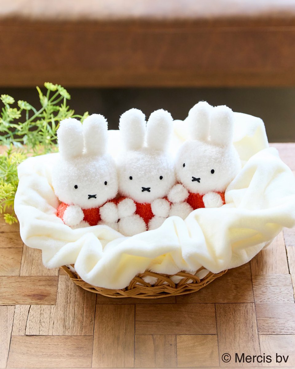 セキグチ公式オンラインショップ (@sekiguchi1918) / Posts / X