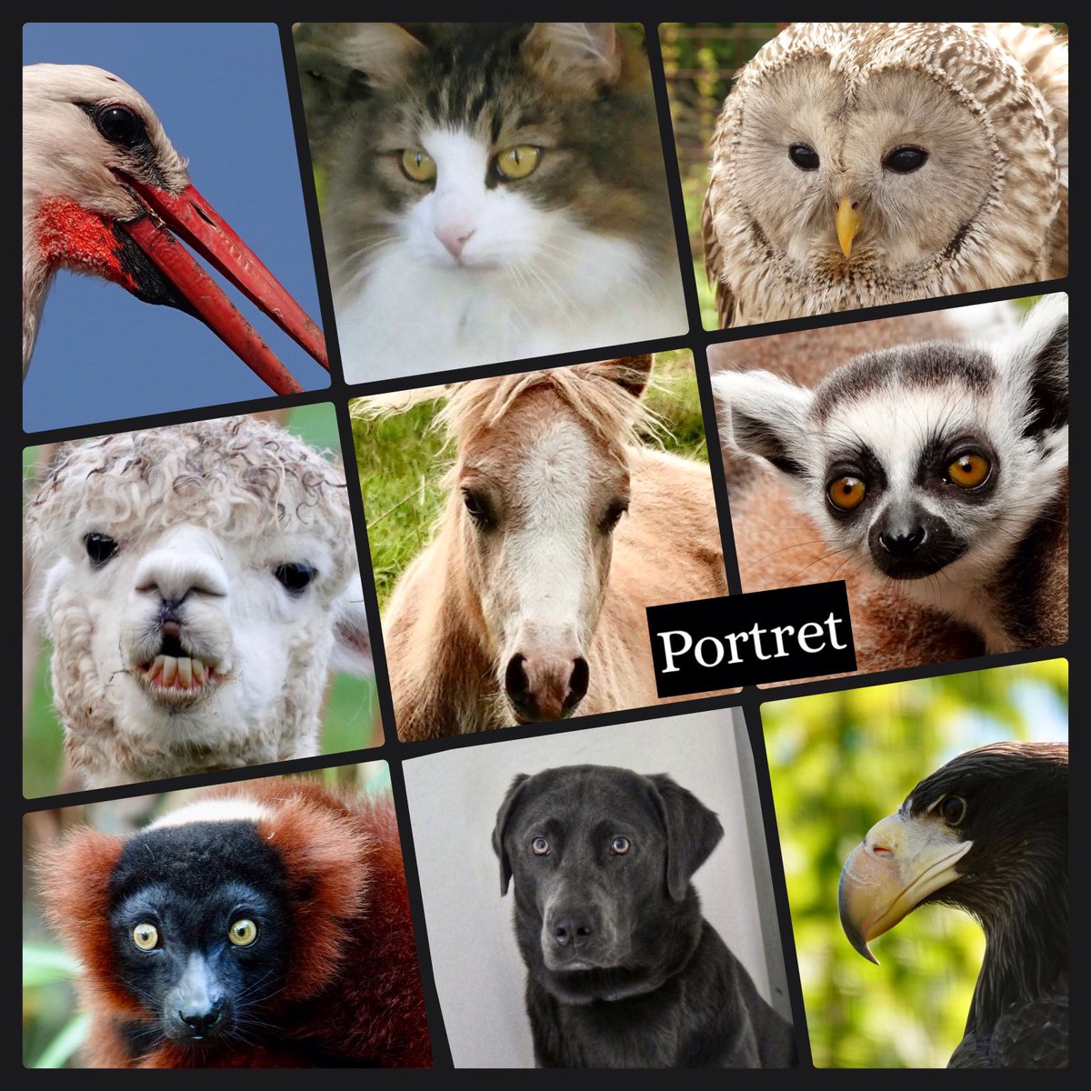 Goedemorgen, vandaag op #dag26 van #november_kiek is het thema #portret
Maak een mooie foto van een (huis)dier of een vogel en het mag natuurlijk ook een persoon zijn als die daar mee instemt.
Of heb je nog iets liggen in het archief? Succes👍🏻
Fijne woensdag👋📷