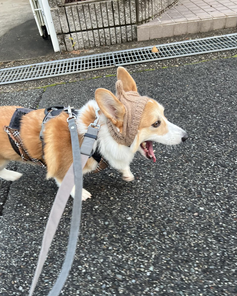 Corgi_Ecru's tweet image. お お あ く び

#コーギー
#Corgi
#コーギーのいる暮らし
#犬のいる暮らし