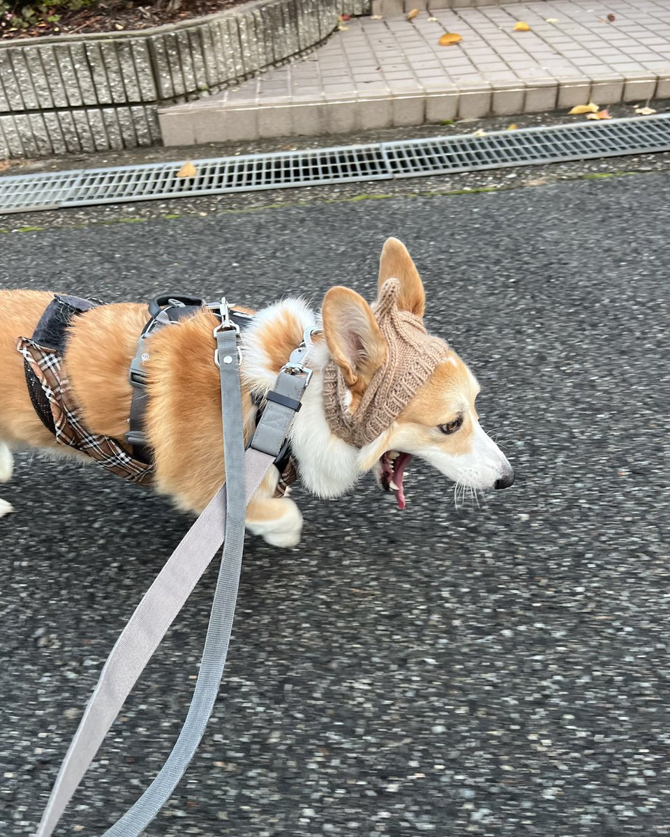 Corgi_Ecru's tweet image. お お あ く び

#コーギー
#Corgi
#コーギーのいる暮らし
#犬のいる暮らし