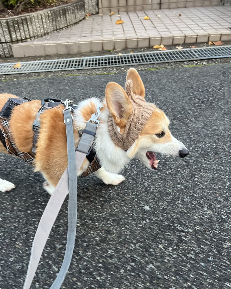 Corgi_Ecru's tweet image. お お あ く び

#コーギー
#Corgi
#コーギーのいる暮らし
#犬のいる暮らし