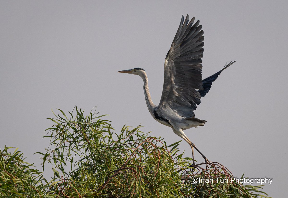 Irfan Turi Photography tweet media