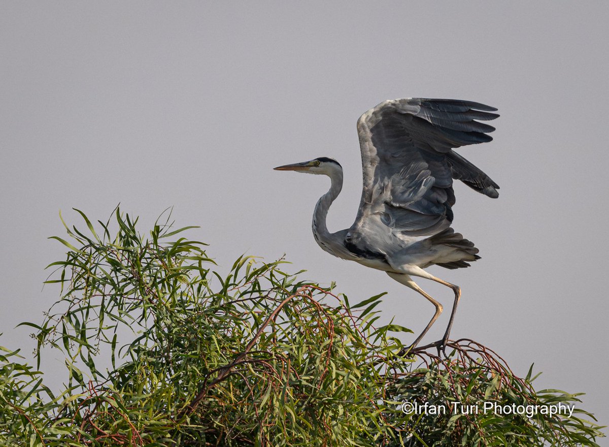 Irfan Turi Photography tweet media