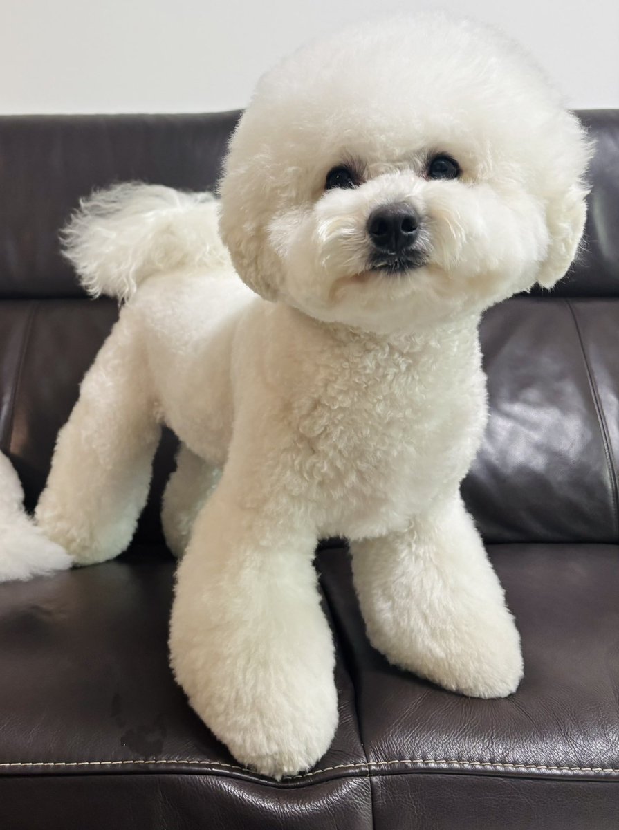 XiNpyZPOQl66127's tweet image. はくちゃん、トリミングから帰ってきました✨少しイメチェンしました🤭