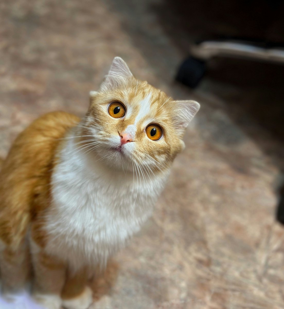 JayDevDixit354's tweet image. Just met the fluffiest Himalayan kitten, and wow—looks like a tiny lion who forgot to growl! 🦁🐾 Instant heart thief alert. Someone get that royal fuzz a crown! 👑 #KittenMagic #TinyLionVibes #FluffOverload