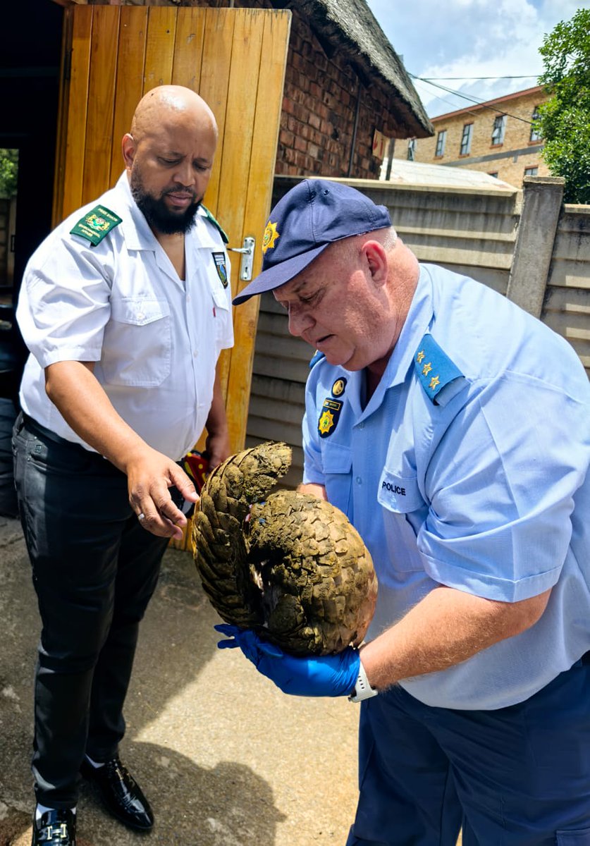 SueSpurgin's tweet image. #SouthAfrica Yet another #pangolin seized from the illegal trade, the 2nd in 2 weeks! 
Two men from #Lesotho nabbed outside Bloemfontein with an endangered live ground pangolin stuffed in a blue steel tool trunk in their car’s boot.   Great job guys👏👏 share.google/M1oubhui8PLQGz…