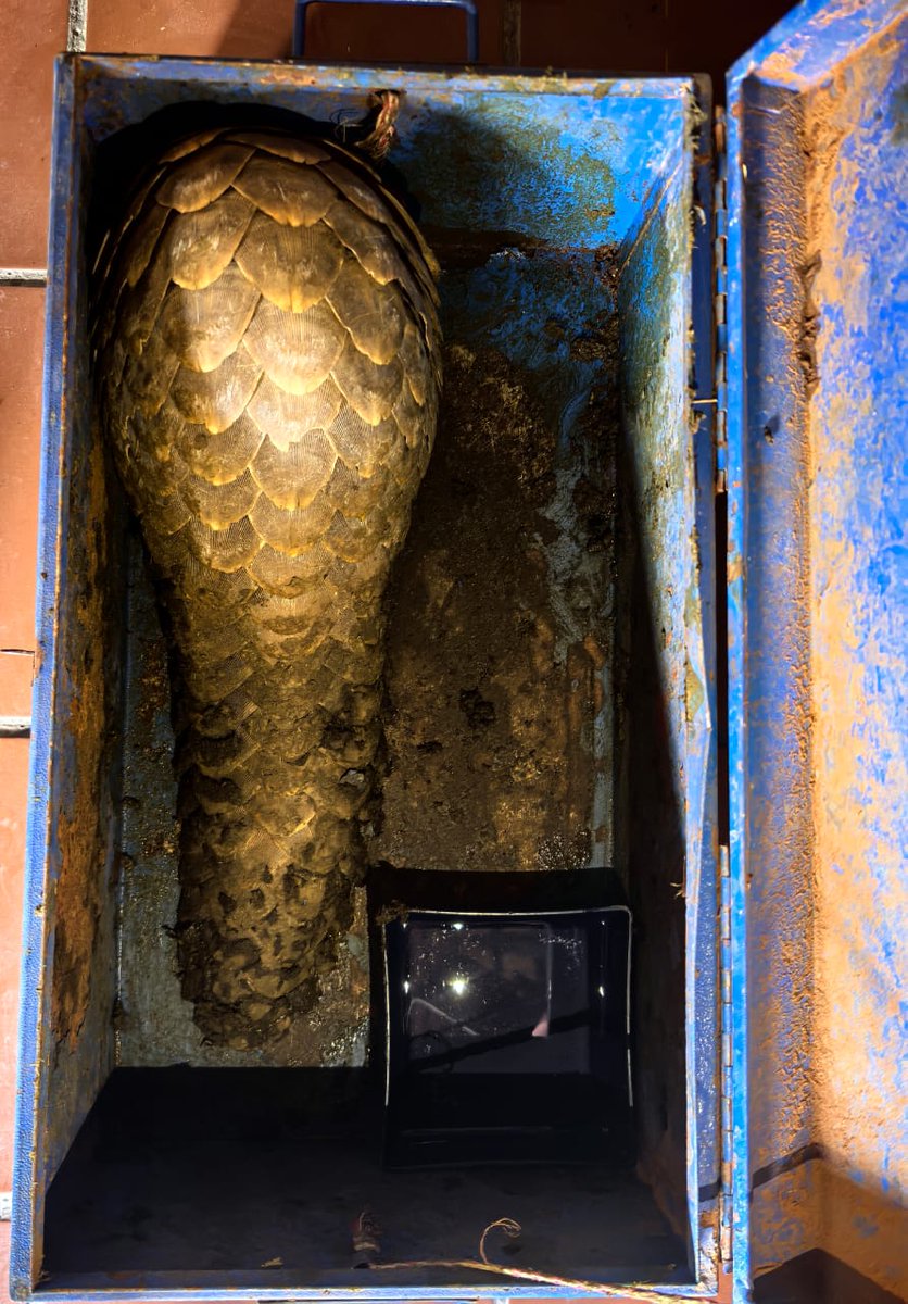SueSpurgin's tweet image. #SouthAfrica Yet another #pangolin seized from the illegal trade, the 2nd in 2 weeks! 
Two men from #Lesotho nabbed outside Bloemfontein with an endangered live ground pangolin stuffed in a blue steel tool trunk in their car’s boot.   Great job guys👏👏 share.google/M1oubhui8PLQGz…