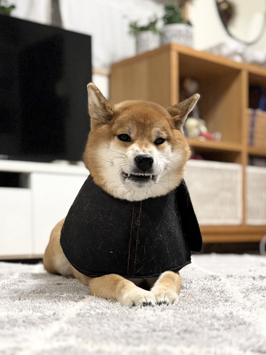 柴犬こん (@mikan1578) / Posts / X