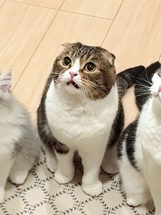 スコスコぽこ太郎&うま次郎 (@PocoUma) / Posts / X