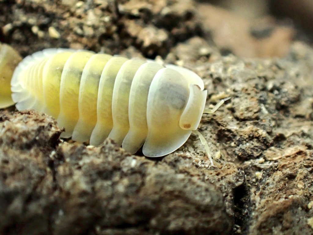 タキ【Round Collector】 (@Takisan0523) / Posts / X