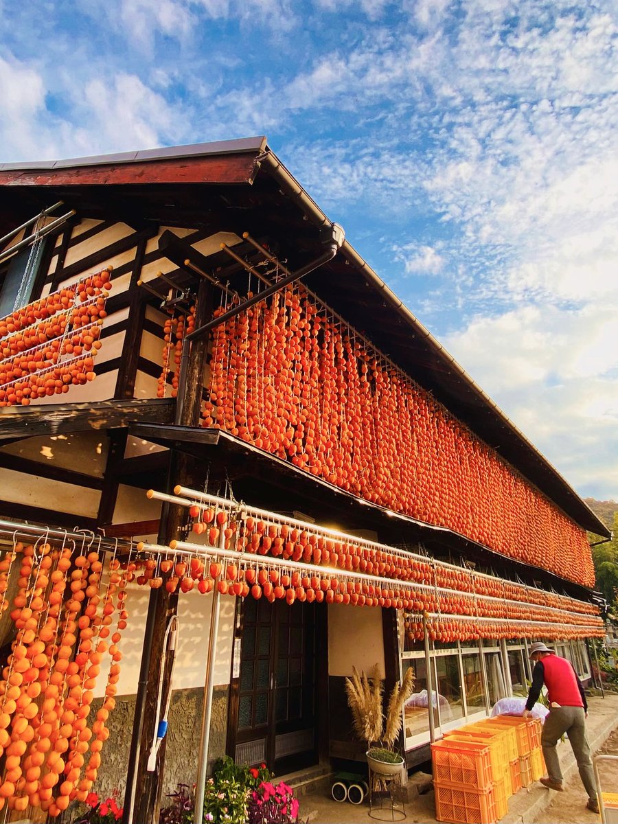 Tomosuke084's tweet image. この時季我が家の近所はオレンジのカーテン