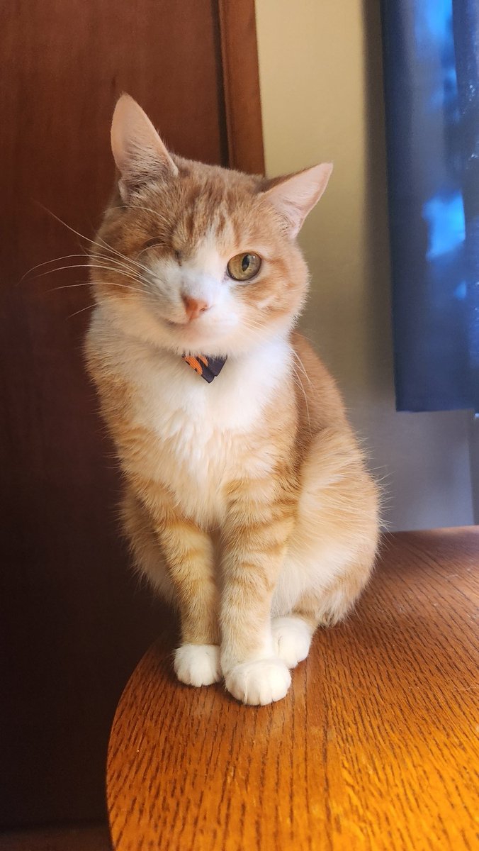 imobannon's tweet image. Cupcake also says hi, but she&apos;s shy. #catpic #catpics #cattwitter #cattweets