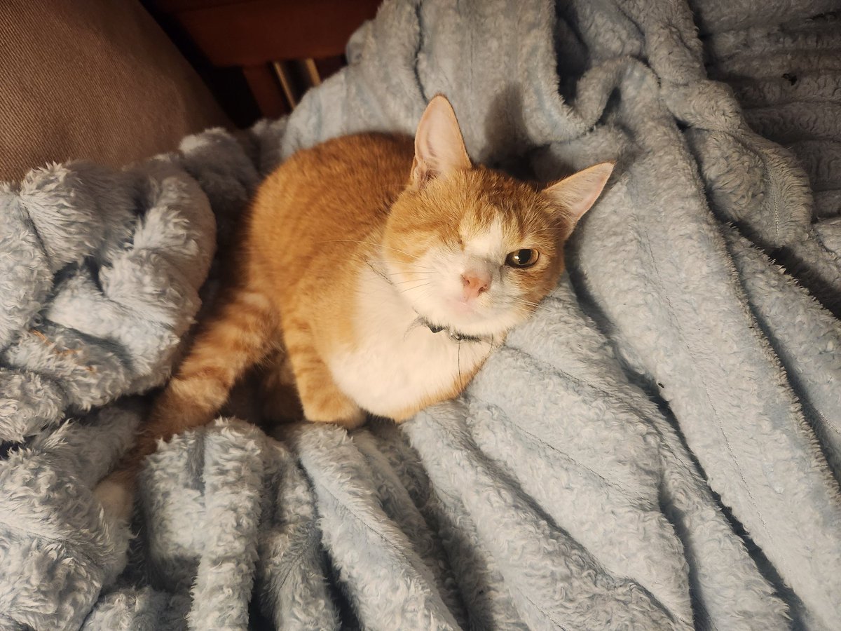 imobannon's tweet image. Cupcake also says hi, but she&apos;s shy. #catpic #catpics #cattwitter #cattweets