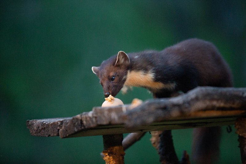 [🔗](api.tinyfox.dev/hourly/pinemar…)