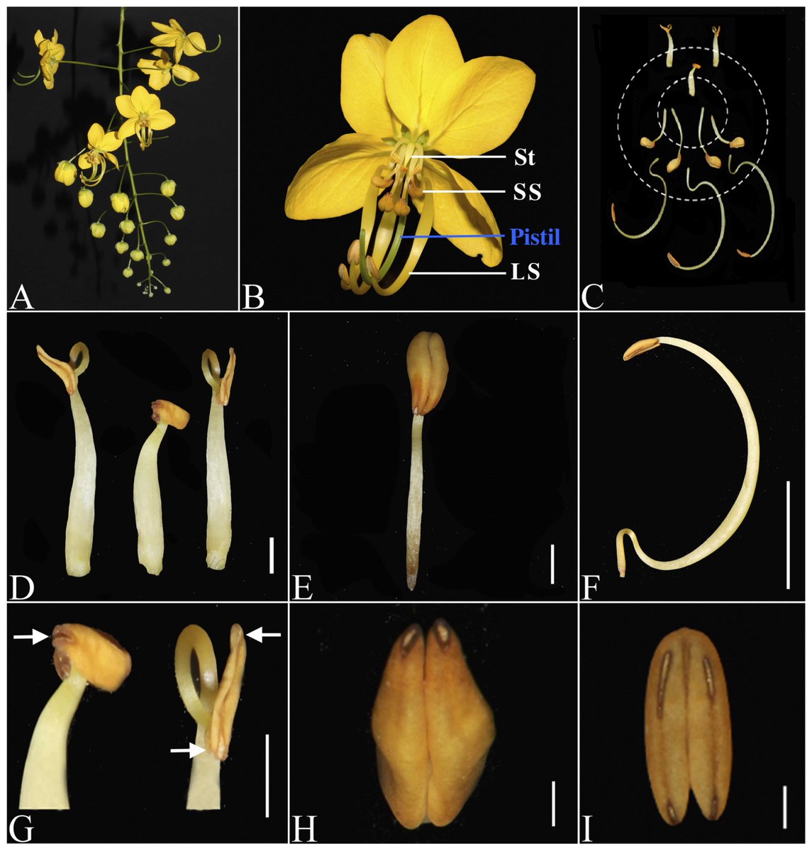 Plants_MDPI's tweet image. 🌼 Why do #flowers like Cassia fistula produce stamens of different sizes?

A new study combines #transcriptomics + developmental data to reveal how heteranthery forms—and highlights BR-related genes (CYP90D1, CYP90C1) as key players.

🔗 brnw.ch/21wXPuD

#plantgenomics