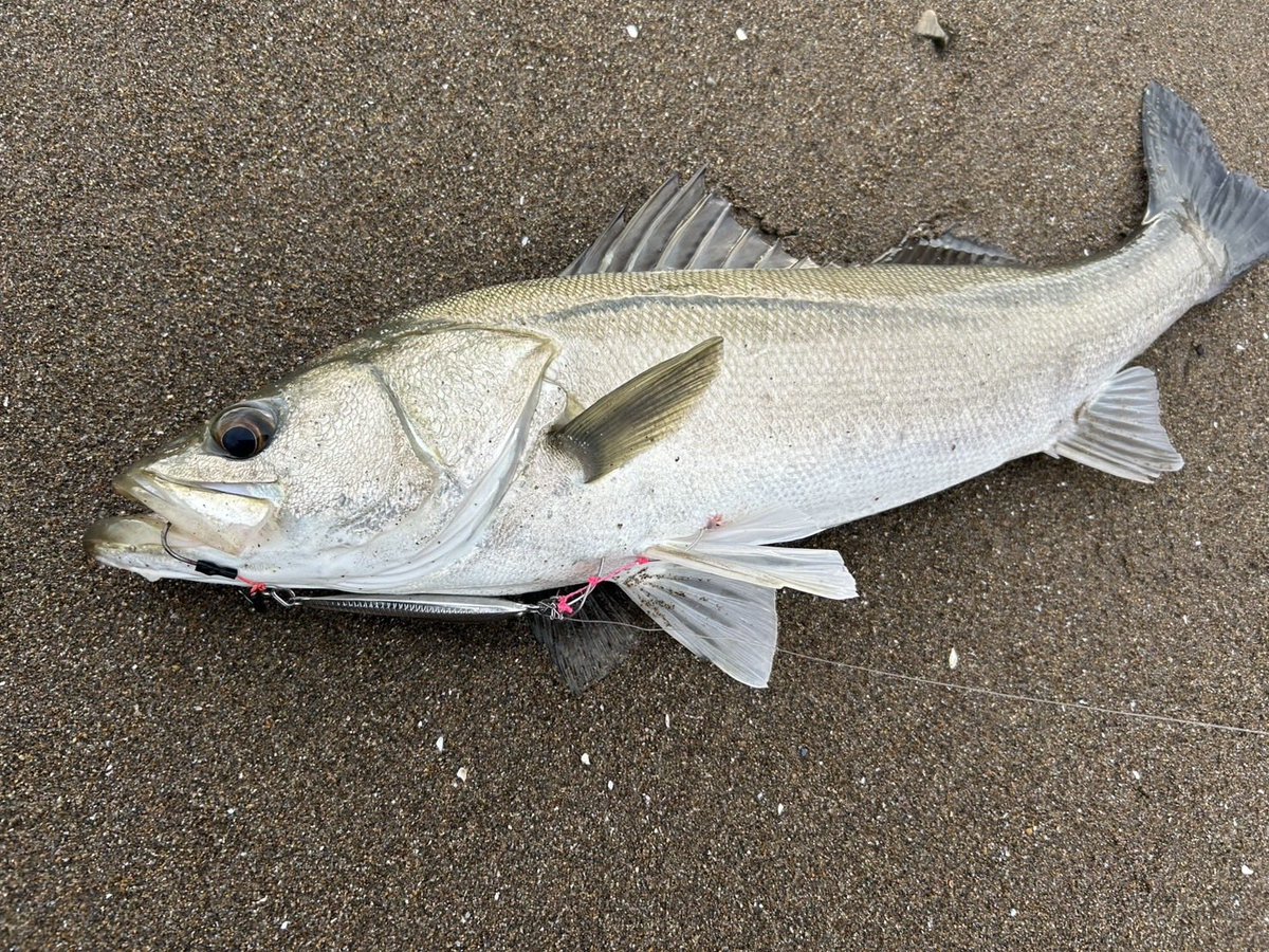レイサステスターkame氏より
釣果届きました✨
40gでも押し戻される爆風の中
50Uで見事３キャッチ‼️

荒天時いざと言う時の50gは
この時期役立ちます😆

軽比重、前方寄りセンターバランス
なので姿勢も良くスローに引けます✨
シンキングペンシルの様に使えます👍

#レイサス
#ステンレスルアー