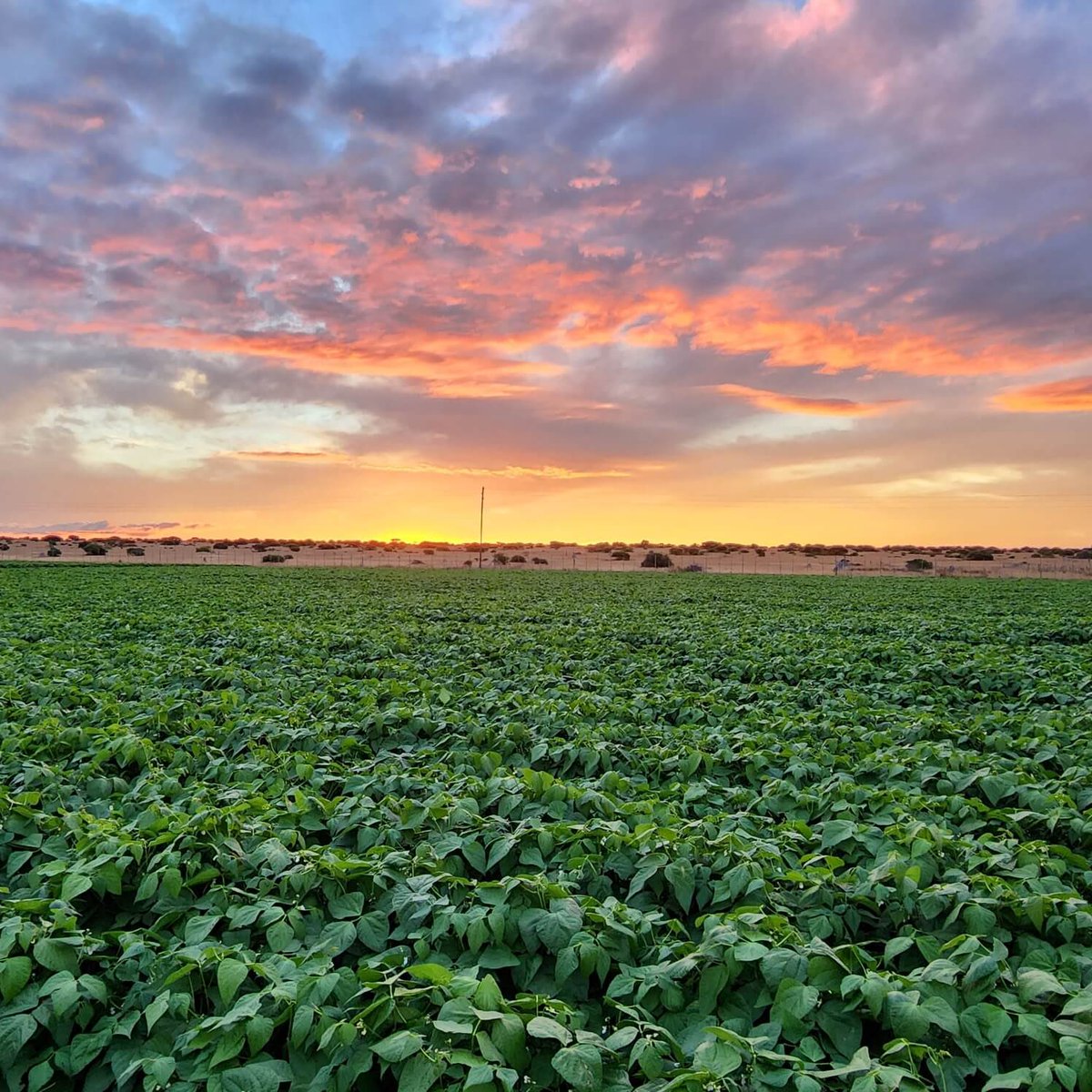 IsraelinSA's tweet image. Yesterday, 129 countries supported Israel’s UN resolution on agricultural technologies that strengthen farmers &amp;amp; global food security.

South Africa, which once backed it, chose to vote against sustainable development

When politics matter more than farmers, this is what you get.