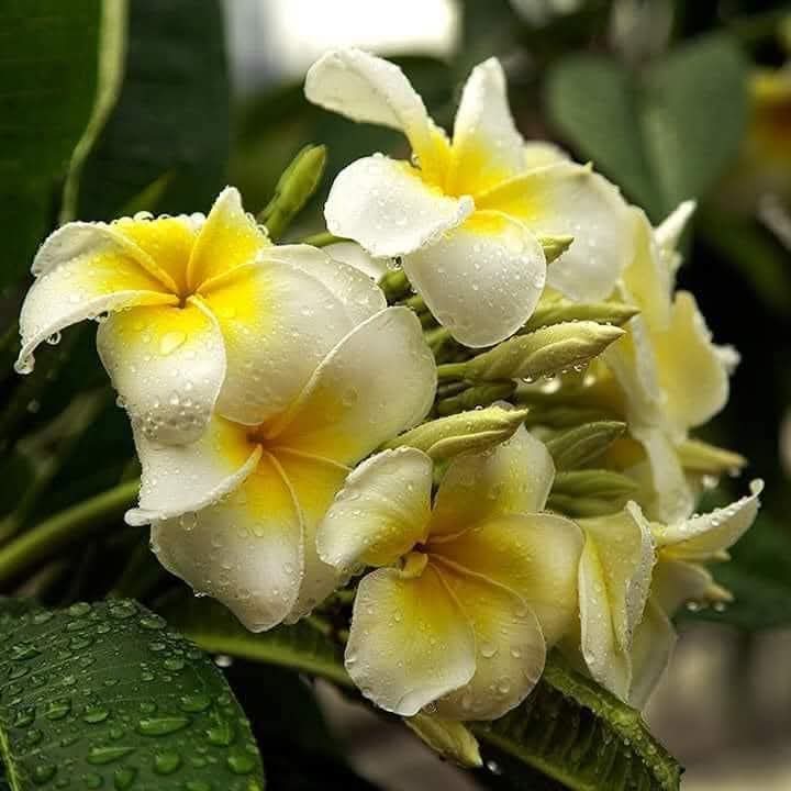 Au milieu de l'hiver, j'ai trouvé qu'il y avait en moi un été invincible. Et ça me rend heureux. Car cela dit que peu importe à quel point le monde pousse contre moi, en moi, il y a quelque chose de plus fort – quelque chose de mieux, qui repousse directement.  Albert Camus 💛