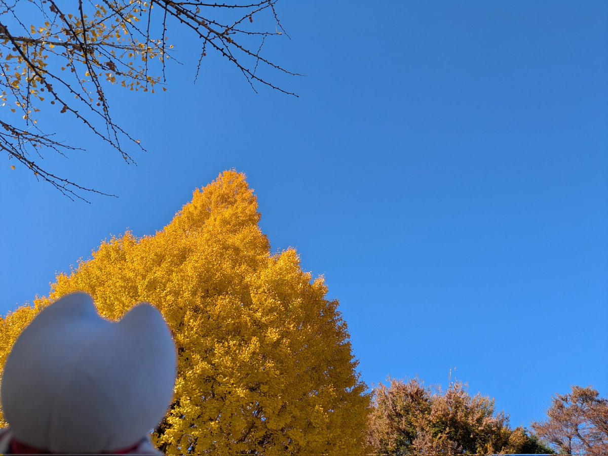 baraironokinu's tweet image. #のねりここ と
上野　#国立西洋美術館 へ
銀杏と青空が綺麗でした。