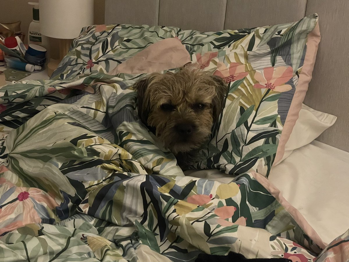 HomesChristineH's tweet image. Raring to go, part II #Benedict #BTPossse @revdlouisjj