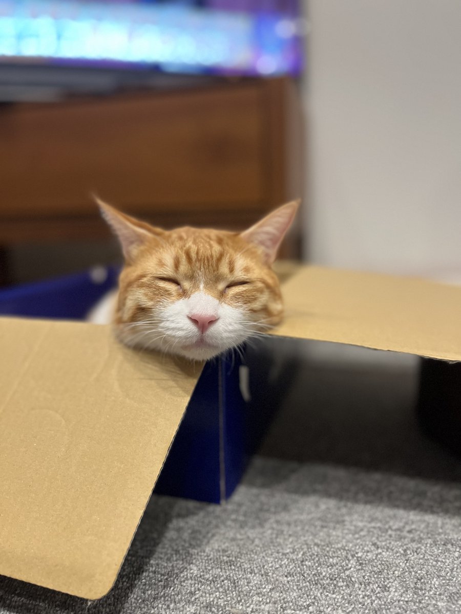 cat_stance's tweet photo. ニャマ首ニャ～🐈

#ねこ #cat #ねこかわいいね #キャットスタンス https://t.co/bVgxmPIAEC