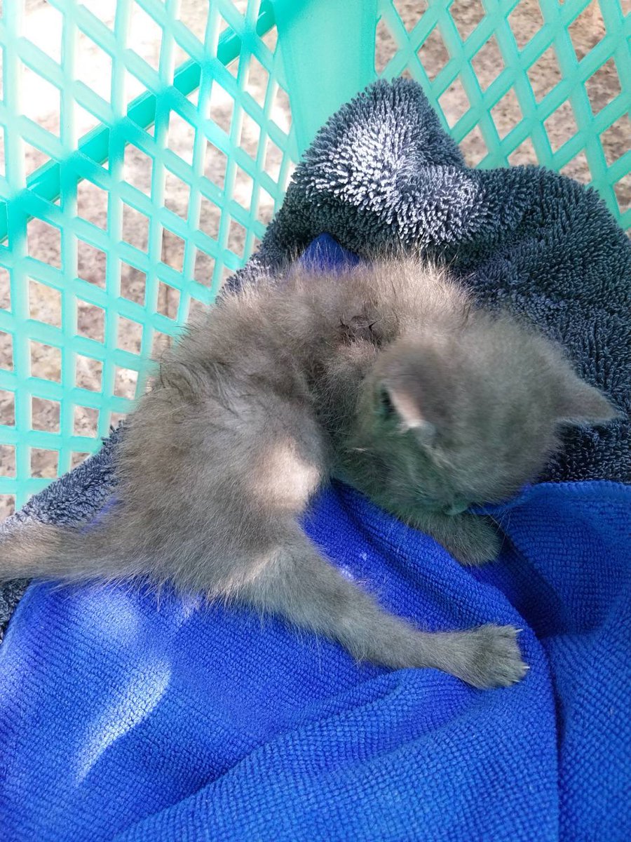 faykwp's tweet image. ‼️หาบ้านให้น้องแมวคับ น้องสีเทา  เป็นแมวแถวบ้านเราเองคับแมวพันธุ์คนเลี้ยงไม่ค่อยได้ดูแล/ไม่อยู่บ้านน้องเลยตกลงมา(ขาหน้าน้องดูจะเจ็บ) อายุประมาณ 1 เดือน ยังทานนมอยู่คับ ส่งแถวโซนเยวราช สวนมะลิคับ ขอคัดคนนะคะที่ดูแลน้องต่อได้จริงๆอยากให้เจอบ้านดีๆค่ะ #หาบ้านให้แมว #หาบ้านให้น้องแมว