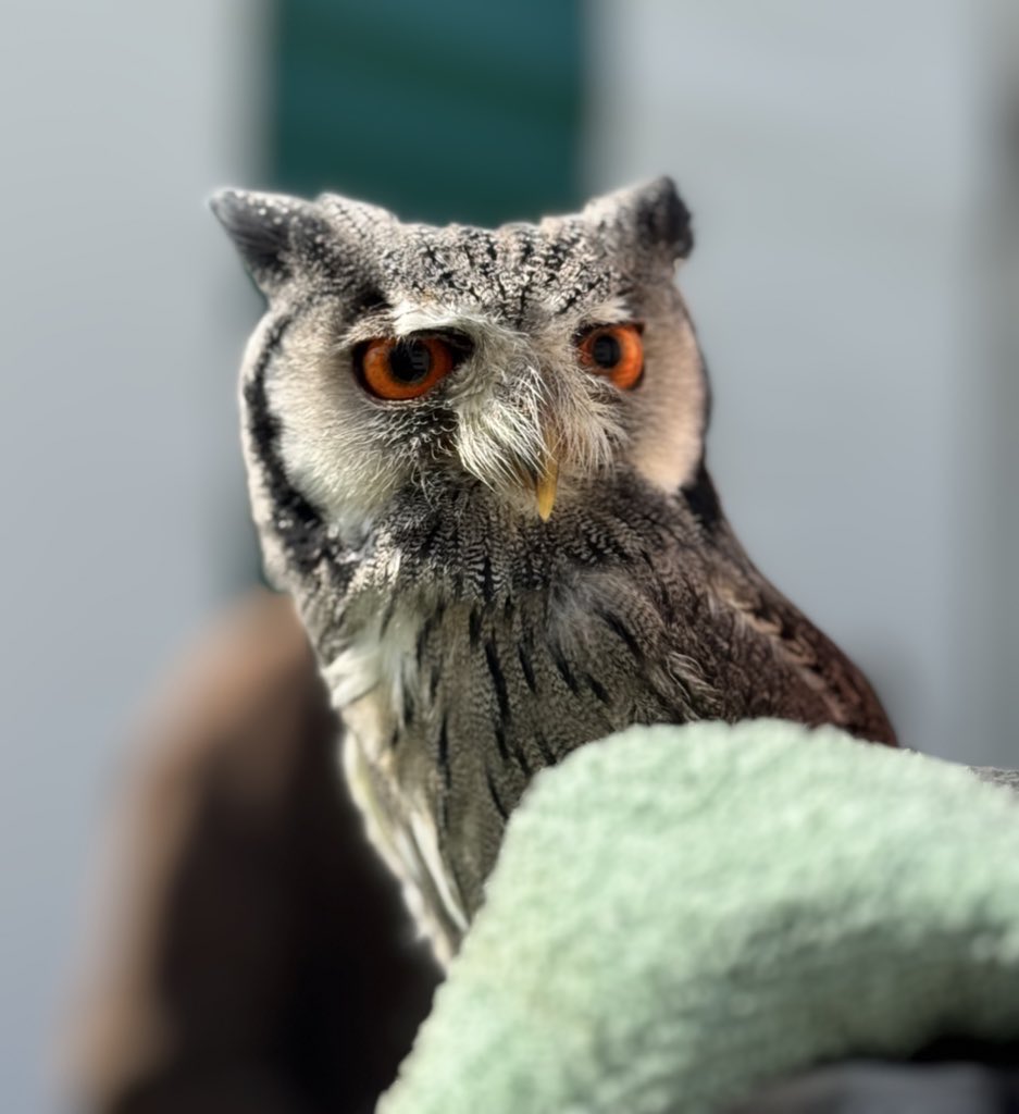 HelenRaywood's tweet image. #AlphabetChallenge 
#WeekVforVowels
Eurasian Eagle Owl