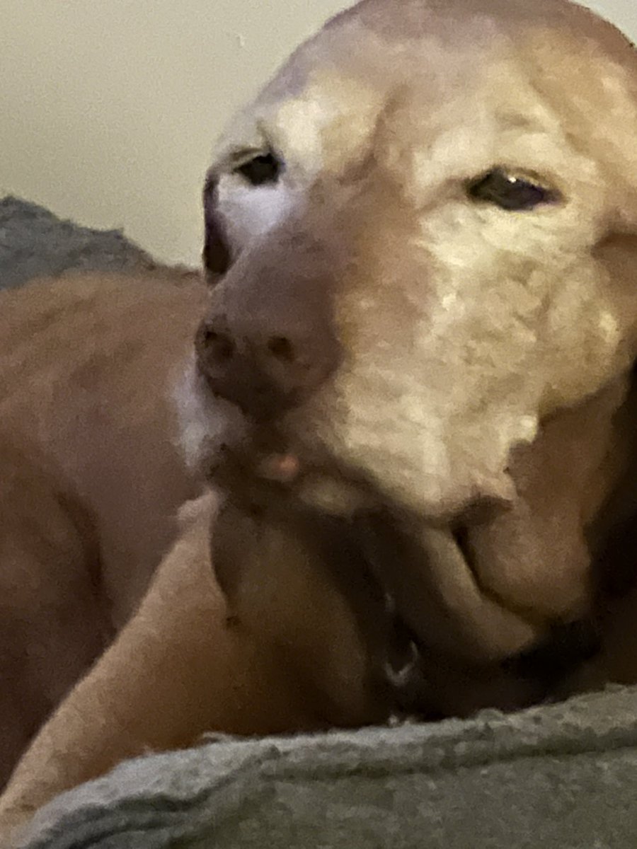 Good bye my beautiful princess Skyla 💔
RIP 4/5/09-25/11/25