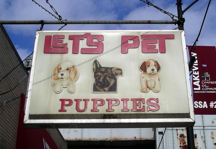 caninepoetry_'s tweet image. 