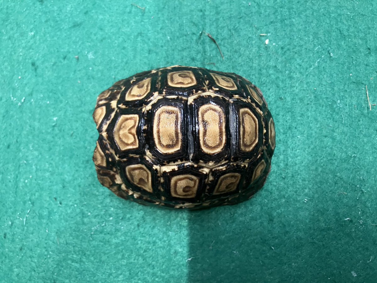 買い取りました‼️ ソマリアヒョウモンリクガメ🐢 甲長約9cm お