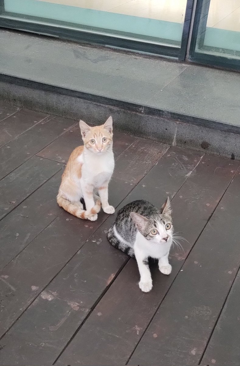 swayaminsync's tweet image. A pair who&apos;s not scared of me, still they hesitate to come close but yeah bonding is ongoing

The black one only focussed on treats :)