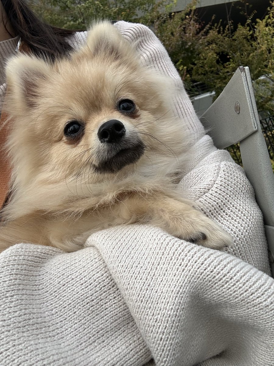 ran20020516's tweet photo. 最近の話題…犬🐶ばかりでごめんね
可愛過ぎて愛が止まらないのw
今日は犬の保育園に行ってきたよ😀 https://t.co/QWxtP48mC1