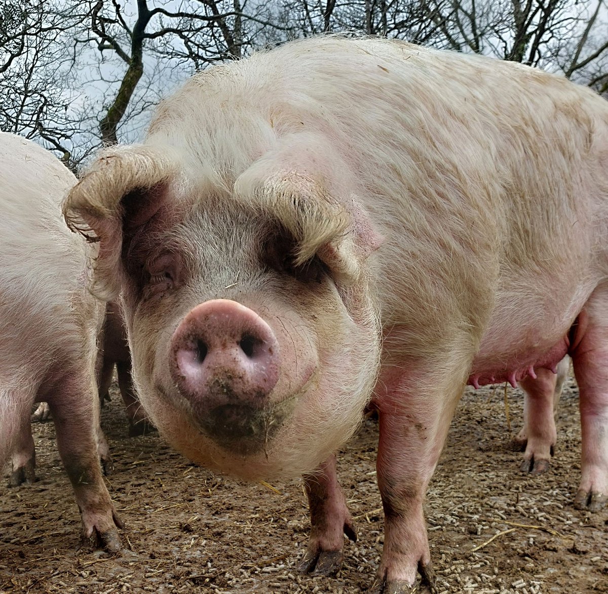 RathboneKim's tweet image. Pigoneer Pig Of The Day Irene!   
Irene loves nothing more than hanging out with her  little girlie herd of 8.  Pigs are very sociable &amp;amp; social interaction is very important to their well being.   
Join the Pigoneers help support Irene only £2.50 a month 
 globalvegancrowdfunder.org/pigoneer-2000-…