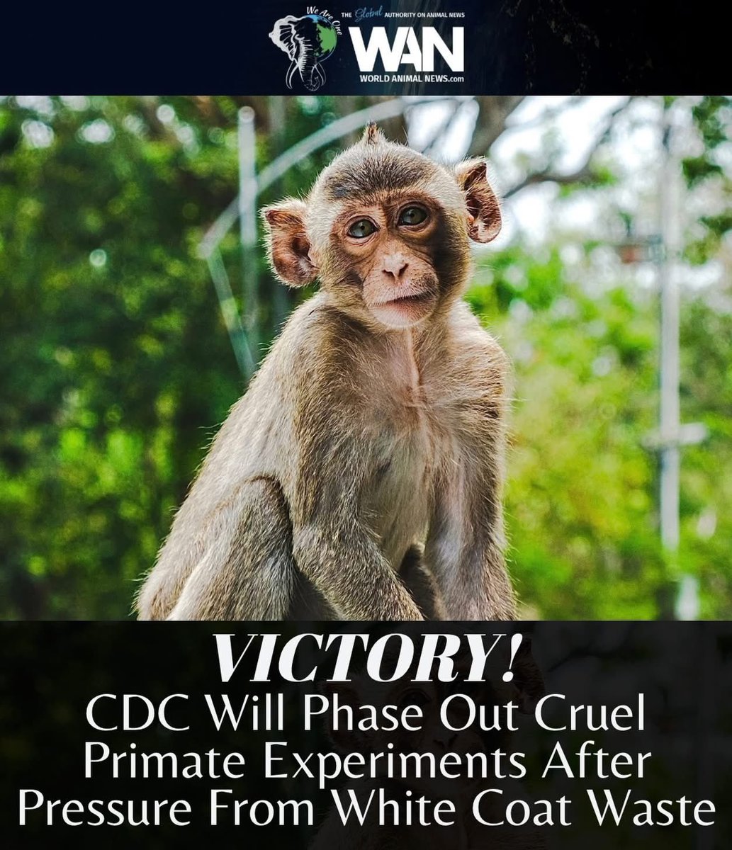 domdyer70's tweet image. In a landmark win for animals, the Centers for Disease Control and Prevention (CDC) has announced that it will phase out all primate experiments. The decision marks a historic turning point after years of public pressure, investigative work, and persistent advocacy, including…