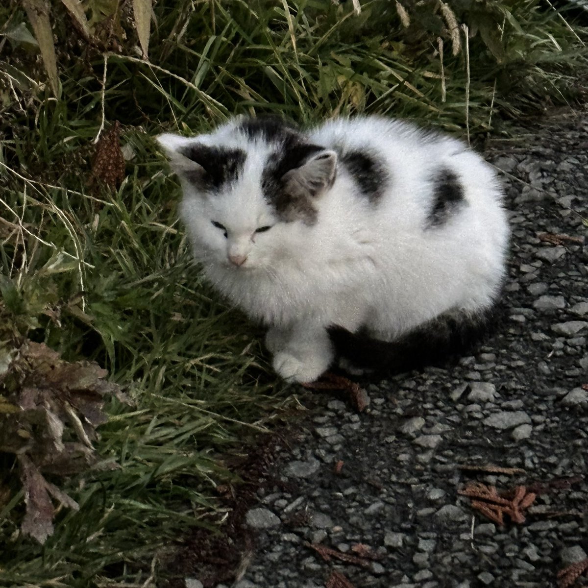 ちびねこちゃん、こんばんは！初めてだね？ 近くのコかな？