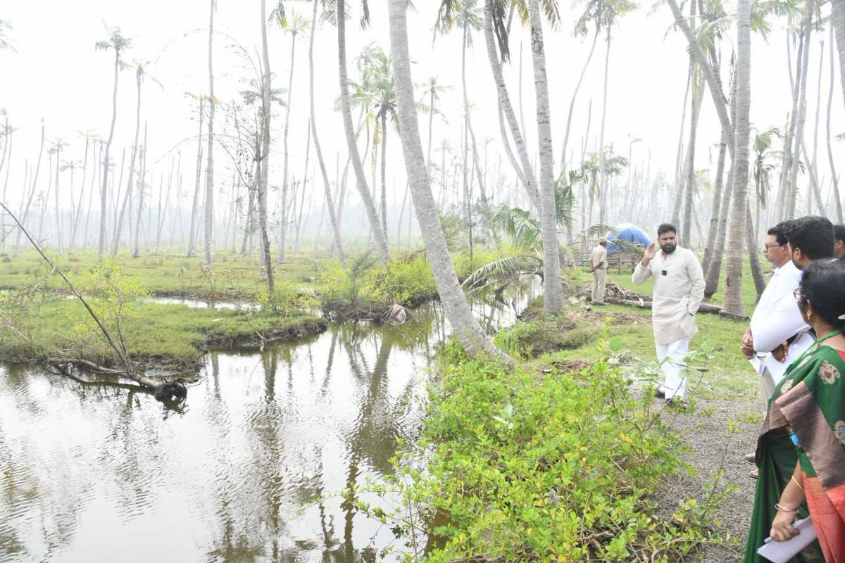 APDeputyCMO's tweet image. డా. బి.ఆర్. అంబేద్కర్ కోనసీమ జిల్లా ఉప్పలగుప్తం మేజర్ డ్రెయిన్ పరిధిలో వరదల కారణంగా దెబ్బ తిన్న కొబ్బరి తోటలను పరిశీలించిన రాష్ట్ర ఉప ముఖ్యమంత్రి @PawanKalyan, అక్కడే తలలు వాల్చేసిన కొబ్బరి చెట్లు ఉన్న ప్రాంతాలను సందర్శించి, సమస్యలపై కొబ్బరి రైతులతో భేటీ అయ్యి వారి పరిస్థితులను…