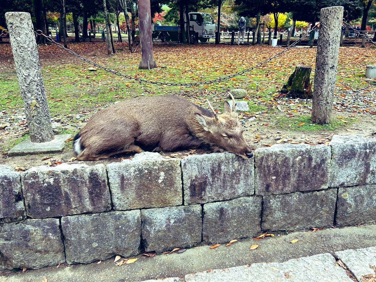 奈良へ行きました🦌
どの鹿も何かくれとおじぎをするので、ごめん何もないねんとおじぎを返しましたよ。紅葉もおしまいですねぇ