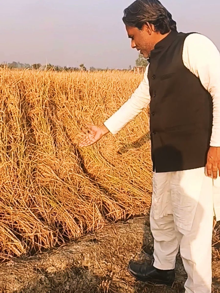 DilshadZKhan's tweet image. गाँव मे अपने खेत मे धान की फसल को देखते हुए दिल से सिर्फ एक ही आवाज़ आई धरती सुनहरी अंबर नीला हर मौसम रंगीला ऐसा देश है मेरा ! 
#dhaan #fasal #khet #dharti #amber #Village #instagram #facebook #followers #viralpic