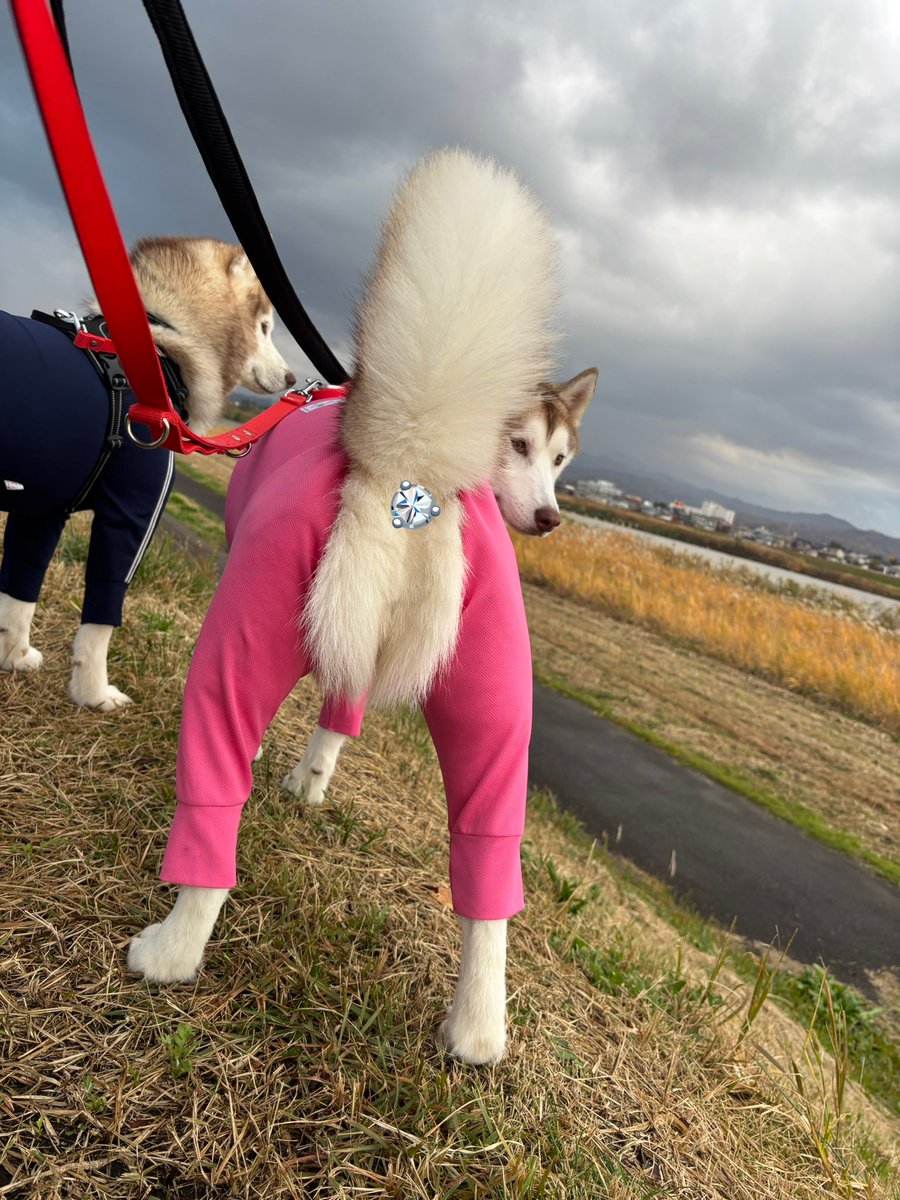 水牛・sui (@suigyu703) / Posts / X