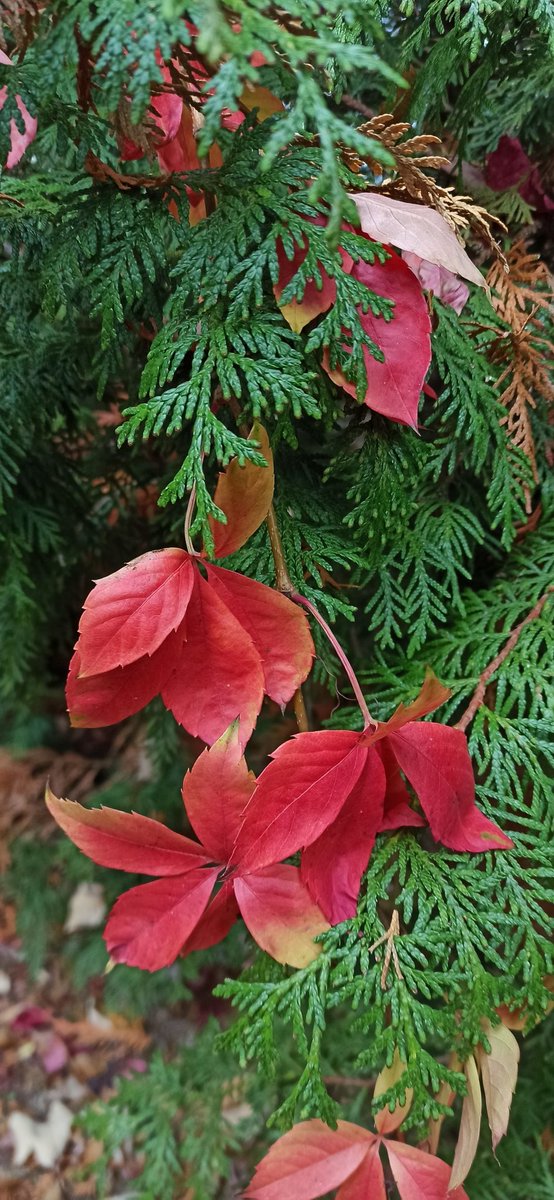 Guten Morgen meine Twitter-Freunde, guten Morgen X-Ländle 🙋‍♂️. Schönen Wochenteiler wünsche ich Euch. Passt auf Euch auf und bleibt oder werdet gesund 😊☕🍵🍀🐞🕊️🐦