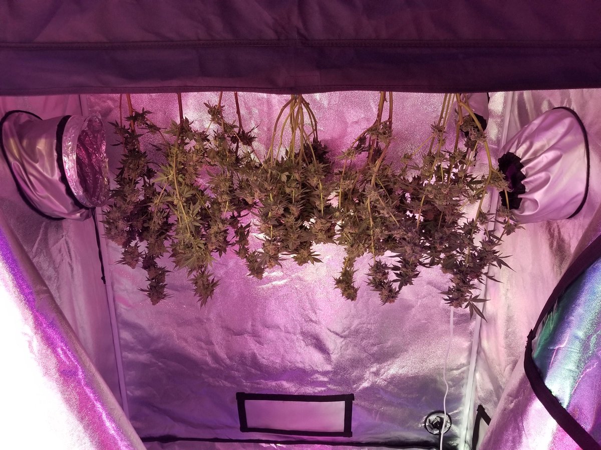 WriteWeed's tweet image. Drying time - Trim it to win it #WriteWeed #WeedLife #Mmemberville #CannabisCommunity