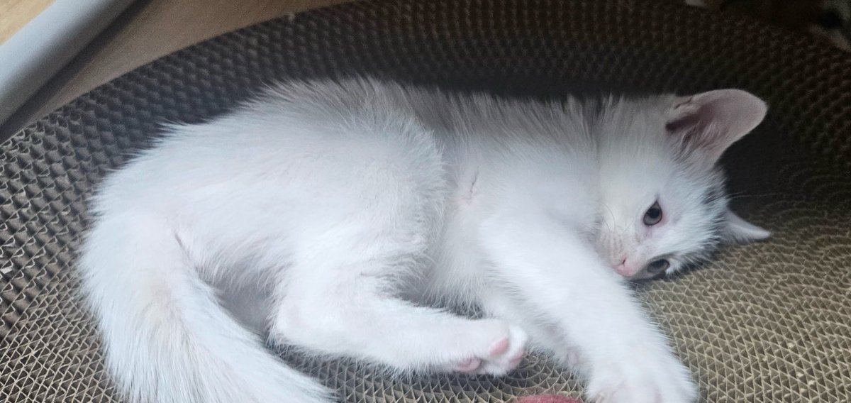 Sowon0401's tweet image. 아기고양이 입양처를 구합니다

✔️10/3일 출생 이제 막 2개월 된 아가라고 해요. 많은 관심과 홍보, 리트윗 부탁드립니다
✔️현재 임보중, 임보하시는 분께서 알레르기가 있으셔서 입양처를 구하고 있어요

❗️책임감을 가지고 사랑으로 품어주실분만 연락부탁드려요
+ 자동 급식기도 드린다고 합니다