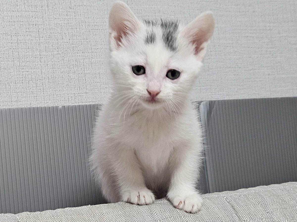 Sowon0401's tweet image. 아기고양이 입양처를 구합니다

✔️10/3일 출생 이제 막 2개월 된 아가라고 해요. 많은 관심과 홍보, 리트윗 부탁드립니다
✔️현재 임보중, 임보하시는 분께서 알레르기가 있으셔서 입양처를 구하고 있어요

❗️책임감을 가지고 사랑으로 품어주실분만 연락부탁드려요
+ 자동 급식기도 드린다고 합니다