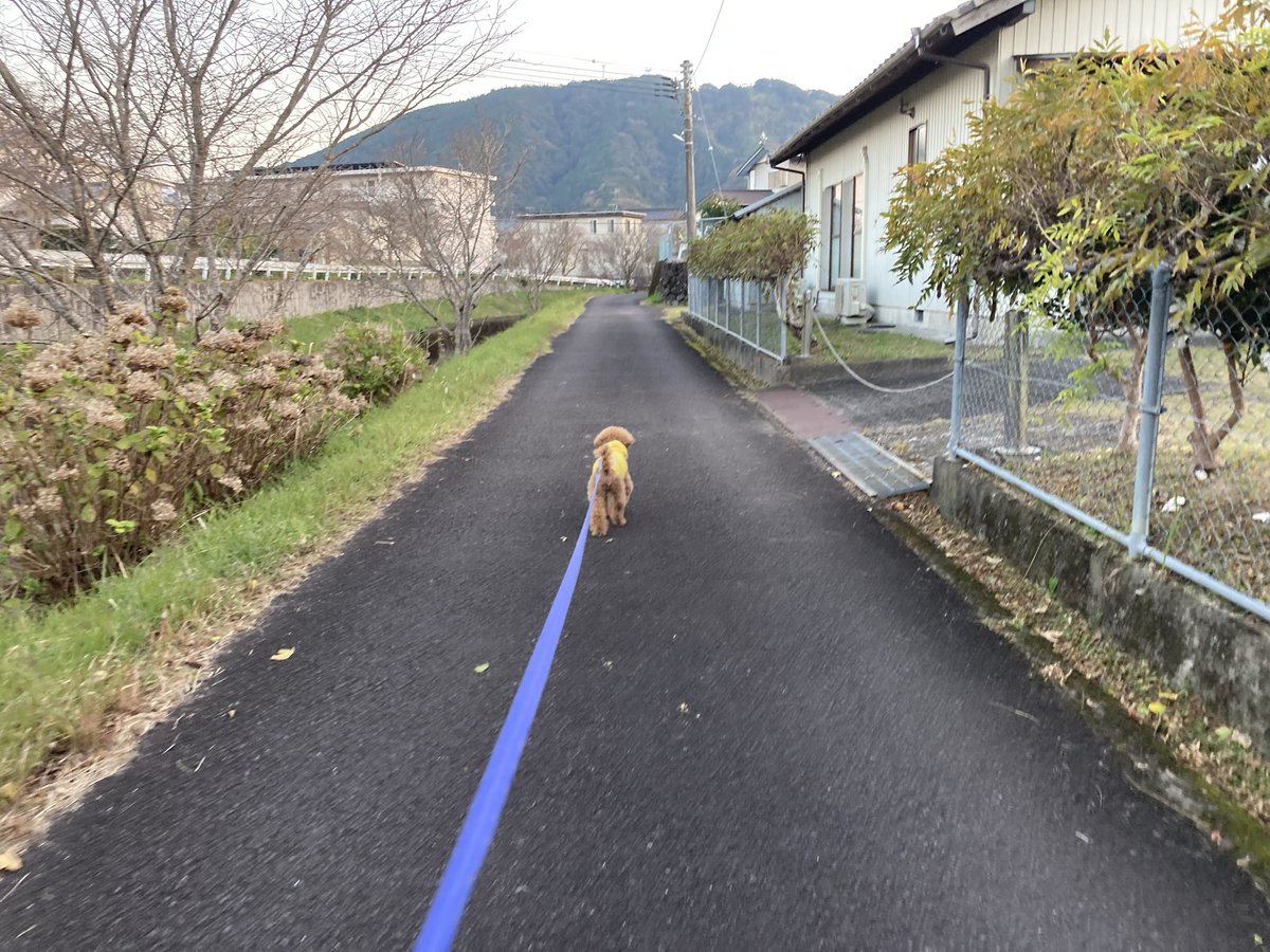 udonkuaaina's tweet image. 夕方散歩
#hideand